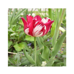Husmah Armenia Tulip Flower Seeds Husmah Armenia Tulip Flower Seeds