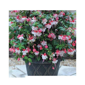 Husmah Fuchisia Pink Flower Seeds Husmah Fuchisia Pink Flower Seeds