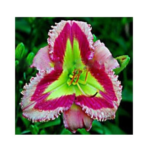 Husmah Hibiscus Green Multi Pink Flower Seeds Husmah Hibiscus Green Multi Pink Flower Seeds