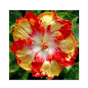 Husmah Hibiscus Red Yellow Flower Seeds Husmah Hibiscus Red Yellow Flower Seeds