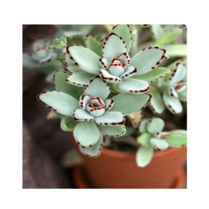 Husmah Panda Plant Succulent Seeds Husmah Panda Plant Succulent Seeds