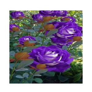 Husmah Rose Blue Bi-Color Rose Flower Seeds Husmah Rose Blue Bi-Color Rose Flower Seeds