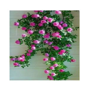 Husmah Climbing Rose Pink Flower Seeds Husmah Climbing Rose Pink Flower Seeds