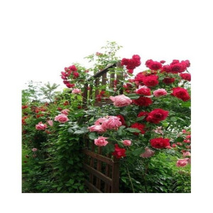 Husmah Climbing Rose Red & Pink Mix Flower Seeds Husmah Climbing Rose Red & Pink Mix Flower Seeds