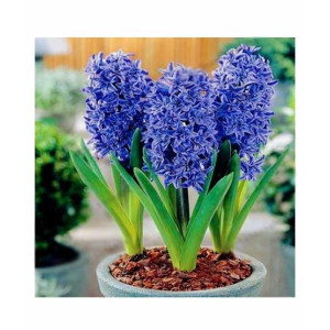 Husmah Rare Blue Hyacinth Orientalis Flower Seeds Husmah Rare Blue Hyacinth Orientalis Flower Seeds