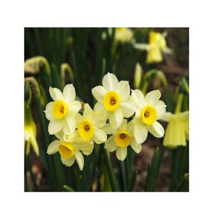 HusMah Beautiful Narcissus Flower Balcony Plant Seeds-White Yellow Shade HusMah Beautiful Narcissus Flower Balcony Plant Seeds-White Yellow Shade