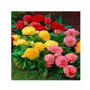 HusMah Begonia Flower Seeds- Red Yellow & Pink HusMah Begonia Flower Seeds- Red Yellow & Pink