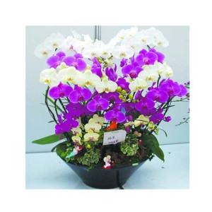 HusMah Butterfly Orchid Seeds Mixed Colors HusMah Butterfly Orchid Seeds Mixed Colors