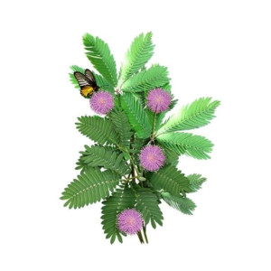 Diy Store Mimosa Pudica Shame Plant Seeds Diy Store Mimosa Pudica Shame Plant Seeds