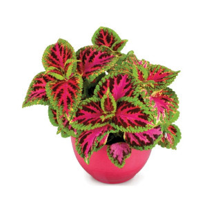Diy Store Coleus Dwarf Fairway Plant Seeds Diy Store Coleus Dwarf Fairway Plant Seeds