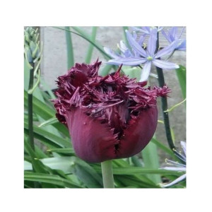 HusMah Fringed Tulip Seeds Maroon HusMah Fringed Tulip Seeds Maroon