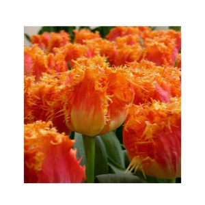 HusMah Fringed Tulip Seeds Orange HusMah Fringed Tulip Seeds Orange