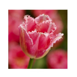 HusMah Fringed Tulip Seeds Pink HusMah Fringed Tulip Seeds Pink