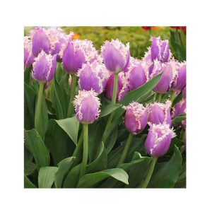 HusMah Fringed Tulip Seeds Purple HusMah Fringed Tulip Seeds Purple