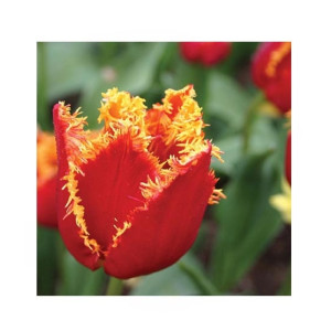 HusMah Fringed Tulip Seeds Red Gold HusMah Fringed Tulip Seeds Red Gold