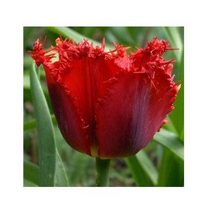 HusMah Fringed Tulip Seeds Red HusMah Fringed Tulip Seeds Red