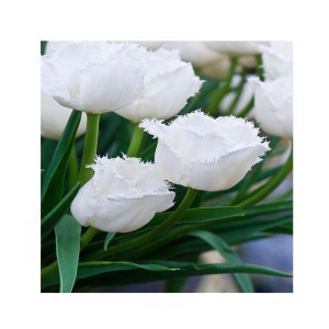 HusMah Fringed Tulip Seeds White HusMah Fringed Tulip Seeds White
