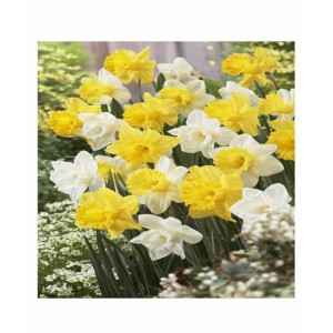 HusMah Beautiful Narcissus Flower Balcony Plant Seeds Yellow White Mix HusMah Beautiful Narcissus Flower Balcony Plant Seeds Yellow White Mix