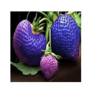 HusMah Big Giant Blue Strawberry Seeds Four Season HusMah Big Giant Blue Strawberry Seeds Four Season
