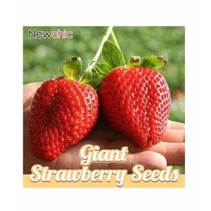 HusMah Big Giant Strawberry Seeds Four Season HusMah Big Giant Strawberry Seeds Four Season