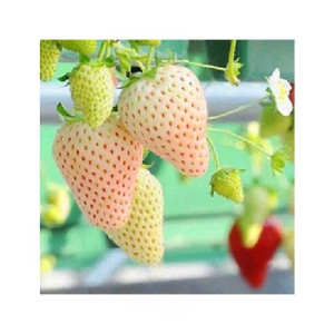 HusMah Big Giant White Strawberry Seeds Four Season HusMah Big Giant White Strawberry Seeds Four Season