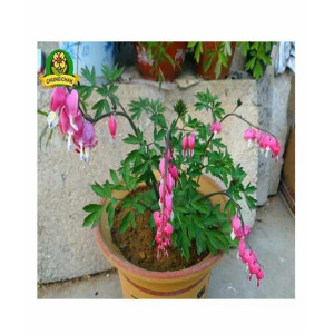 HusMah Bleeding Heart Flower Seeds Pink HusMah Bleeding Heart Flower Seeds Pink