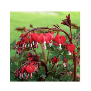 HusMah Bleeding Heart Flower Seeds Red HusMah Bleeding Heart Flower Seeds Red