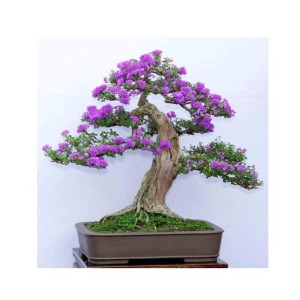 HusMah Bonsai Seeds Japanese Lilac Seeds Extremely Fragrant HusMah Bonsai Seeds Japanese Lilac Seeds Extremely Fragrant