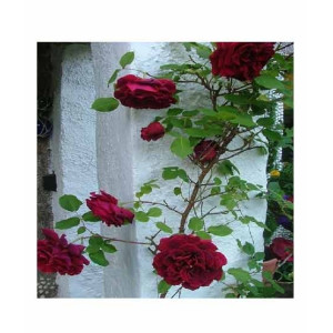 HusMah Climbing Rose Dark Maroon Flower Seeds HusMah Climbing Rose Dark Maroon Flower Seeds