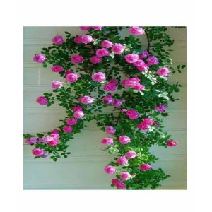 HusMah Climbing Rose Pink Flower Seeds HusMah Climbing Rose Pink Flower Seeds