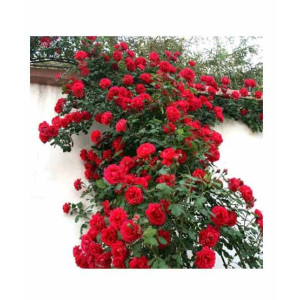 HusMah Climbing Rose Red Flower Seeds HusMah Climbing Rose Red Flower Seeds