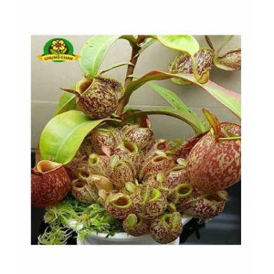 HusMah Eating Mosquito Carnivorous Nepenthes Plant Seeds HusMah Eating Mosquito Carnivorous Nepenthes Plant Seeds
