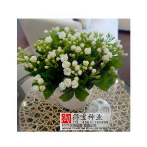 HusMah Extremely Fragrant Jasmine Flower Seeds HusMah Extremely Fragrant Jasmine Flower Seeds