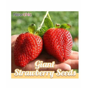 HusMah Giant Strawberry Seeds Four Season HusMah Giant Strawberry Seeds Four Season