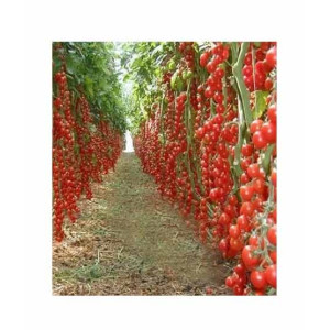 HusMah Hybrid Tomato Seeds 25kg Production per Plant HusMah Hybrid Tomato Seeds 25kg Production per Plant