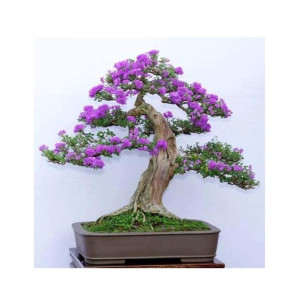 HusMah Japanese Lilac Seeds Extremely Fragrant HusMah Japanese Lilac Seeds Extremely Fragrant