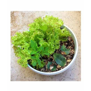 HusMah Lettuce Salad Pata Vegetable Seeds HusMah Lettuce Salad Pata Vegetable Seeds