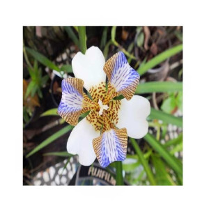 HusMah Neomarica Gracilis Flower Seeds HusMah Neomarica Gracilis Flower Seeds