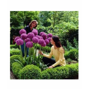 HusMah Purple Giant Allium Giganteum Beautiful Flower Seeds HusMah Purple Giant Allium Giganteum Beautiful Flower Seeds