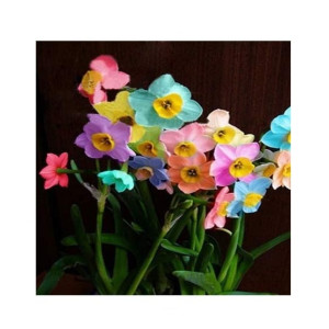 HusMah Rainbow Daffodils Perennial Flowering Plants Seeds HusMah Rainbow Daffodils Perennial Flowering Plants Seeds