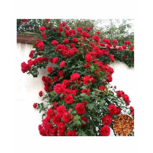 HusMah Rare Climbing Rose Seeds Red HusMah Rare Climbing Rose Seeds Red