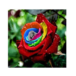 HusMah Rare Multi Color Rose Seeds S80 HusMah Rare Multi Color Rose Seeds S80