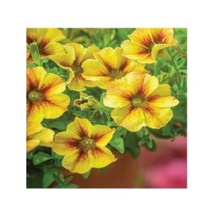 HusMah Rare Petunia Seeds Yellow HusMah Rare Petunia Seeds Yellow
