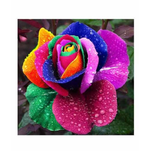 HusMah Rare Rose Rainbow Flower Seeds HusMah Rare Rose Rainbow Flower Seeds