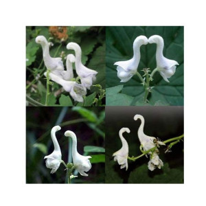 HusMah Swan Flowers Bonsai HusMah Swan Flowers Bonsai