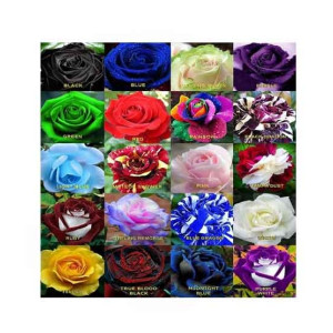 HusMah World's Rarest Rose Seeds Mix HusMah World's Rarest Rose Seeds Mix