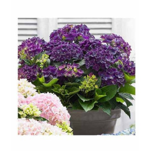 HusMah Rare Hydrangea Seeds Purple HusMah Rare Hydrangea Seeds Purple