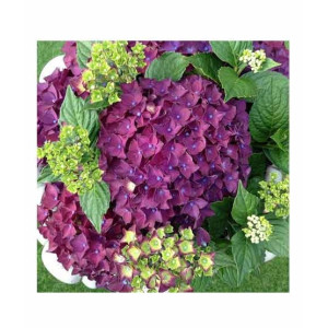 HusMah Rare Hydrangea Seeds Purple HusMah Rare Hydrangea Seeds Purple