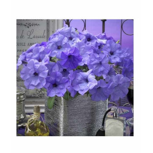 HusMah Rare Petunia Seeds Blue HusMah Rare Petunia Seeds Blue