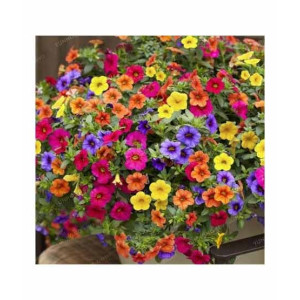 HusMah Rare Petunia Seeds Mix Color HusMah Rare Petunia Seeds Mix Color